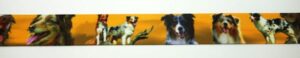 Webband 20-201, Australian Shepherds auf Orange – für Hundehalsbänder 20 bis 24 mm