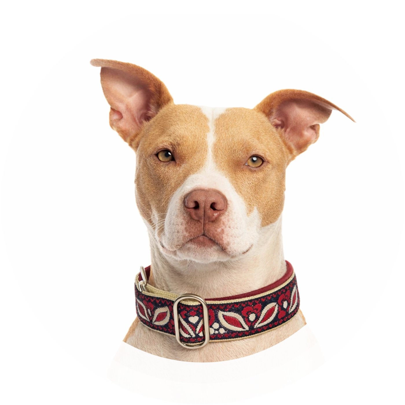 Hund mit Halsband aus der Halsbandwerkstatt – rotes Webband-Halsband mit Blumenmuster
